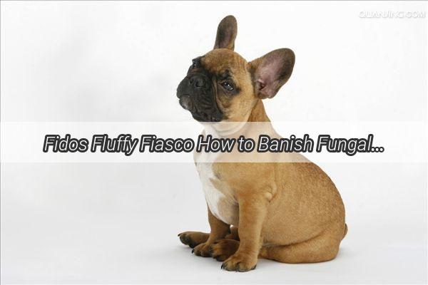 Fidos Fluffy Fiasco How to Banish Fungal Woes and Restore Your Pups Coat